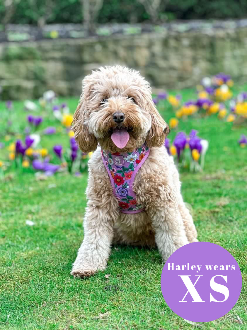 Blossom Adjustable Harness
