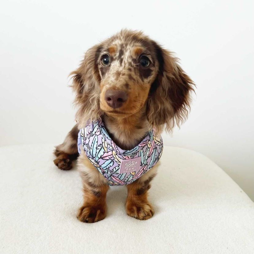 Lookin' Fly Adjustable Harness