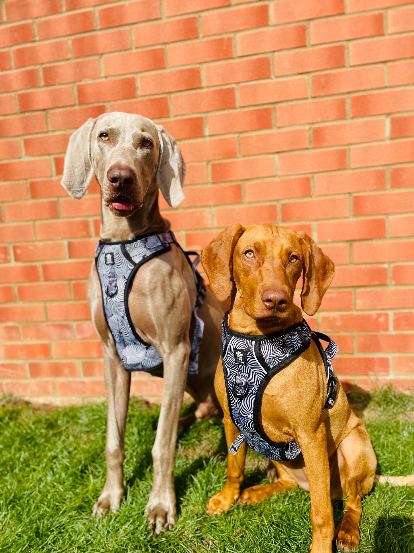 Onyx Jungle Hercules Harness for Big Dogs