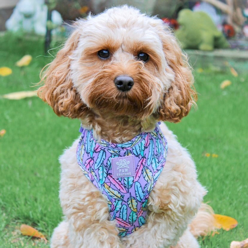 Lookin' Fly Adjustable Harness