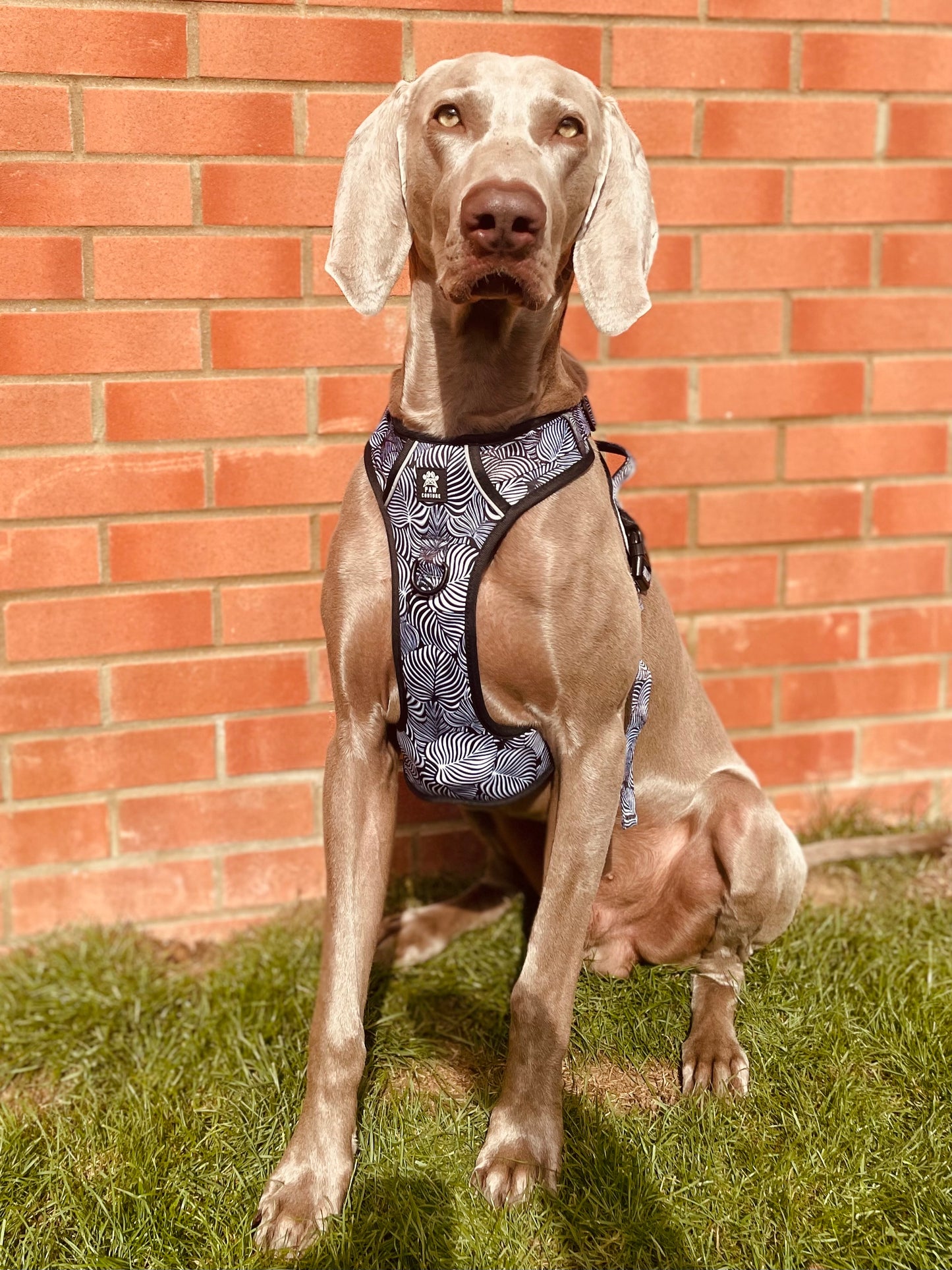 Onyx Jungle Hercules Harness for Big Dogs