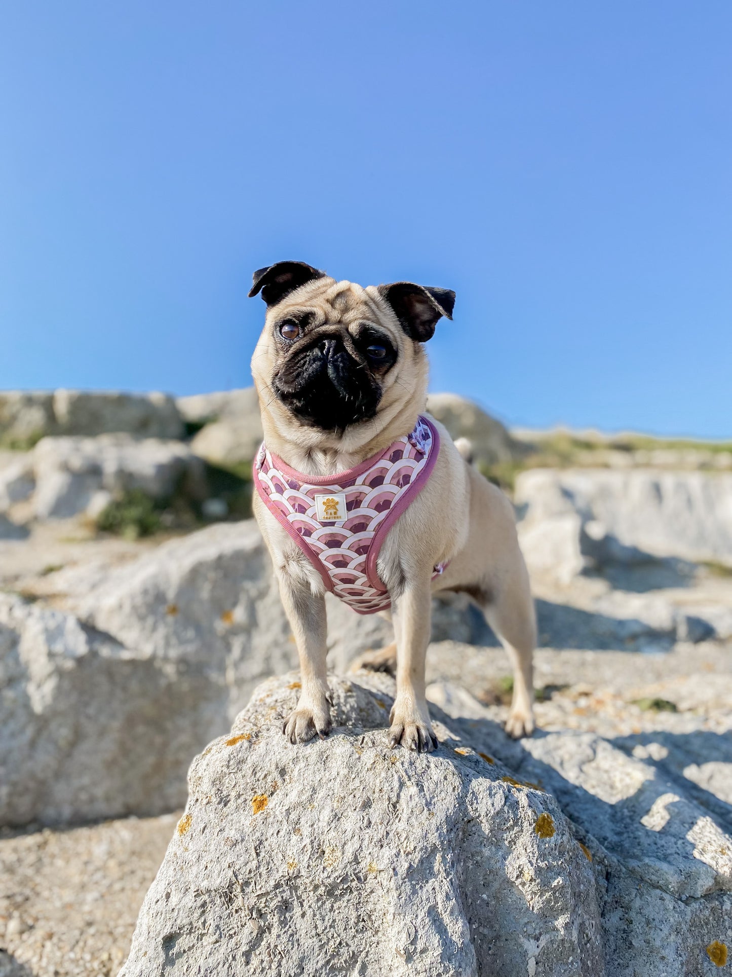Marble Arch Adjustable Harness