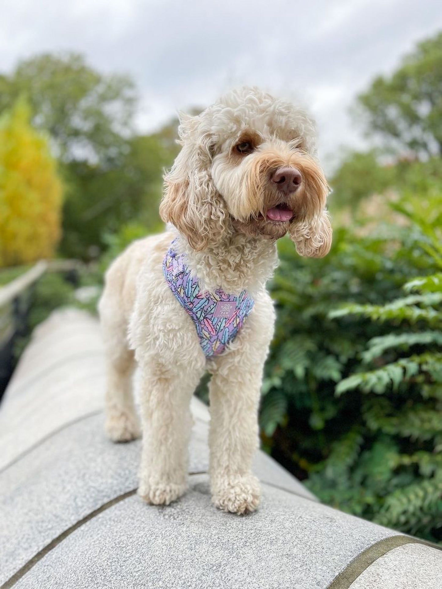 Lookin' Fly Adjustable Harness