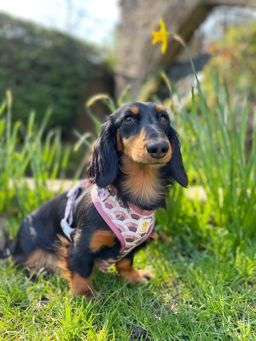 Marble Arch Adjustable Harness