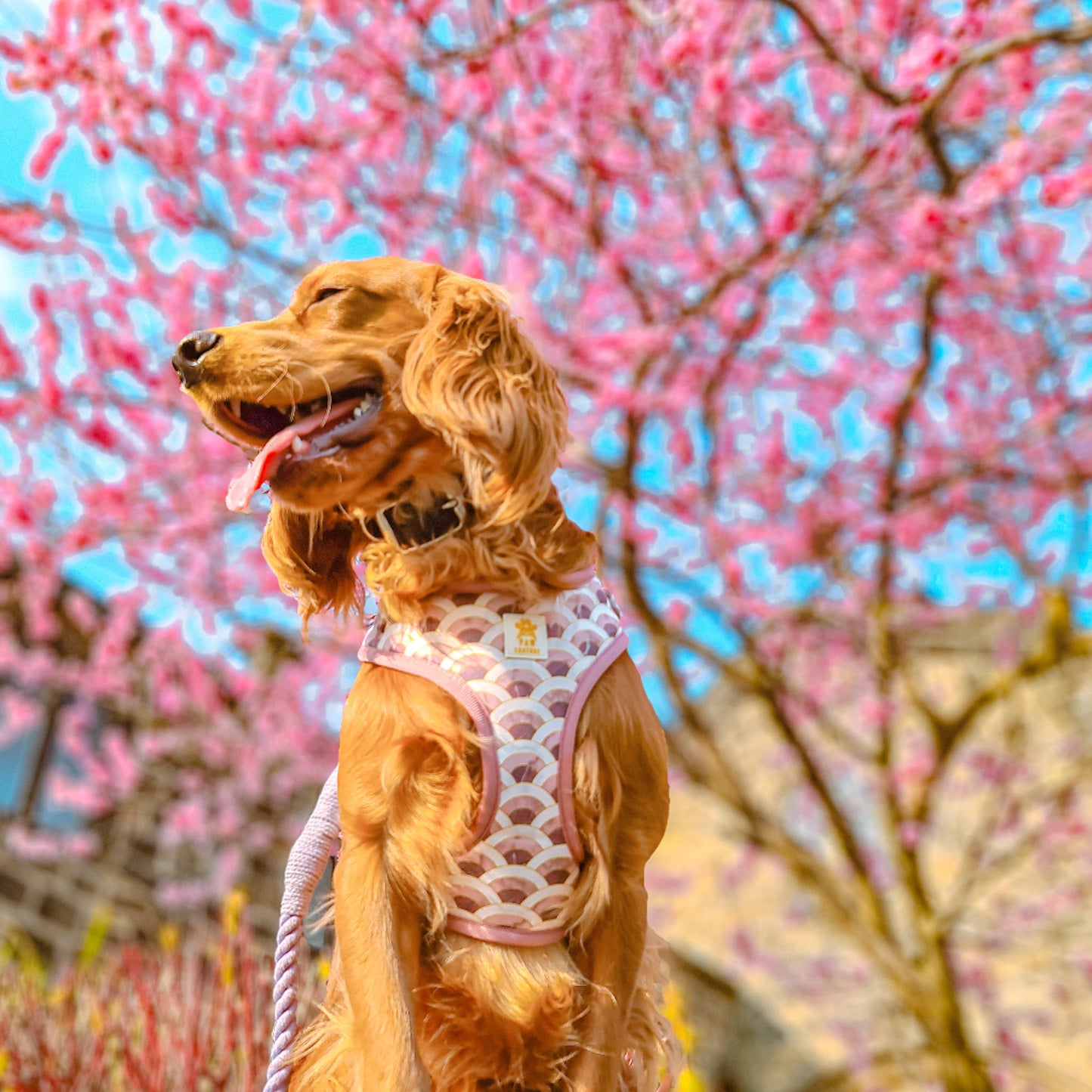 Marble Arch Adjustable Harness