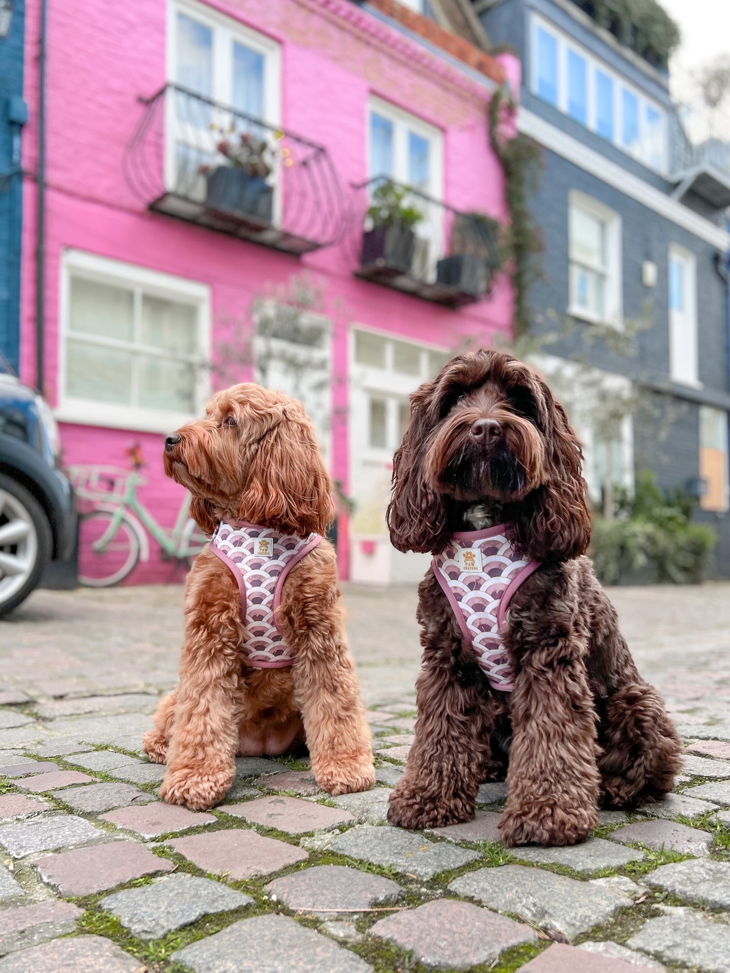 Marble Arch Adjustable Harness