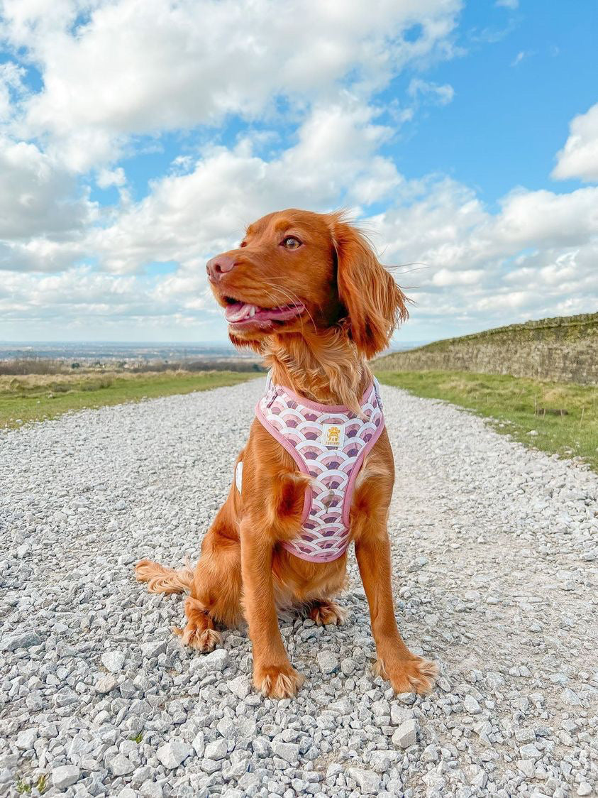 Marble Arch Adjustable Harness