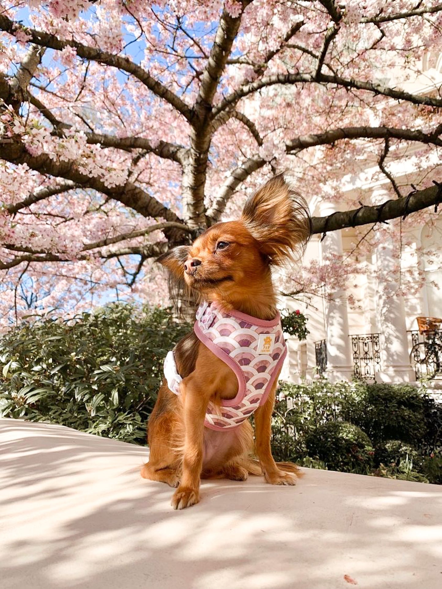 Marble Arch Adjustable Harness