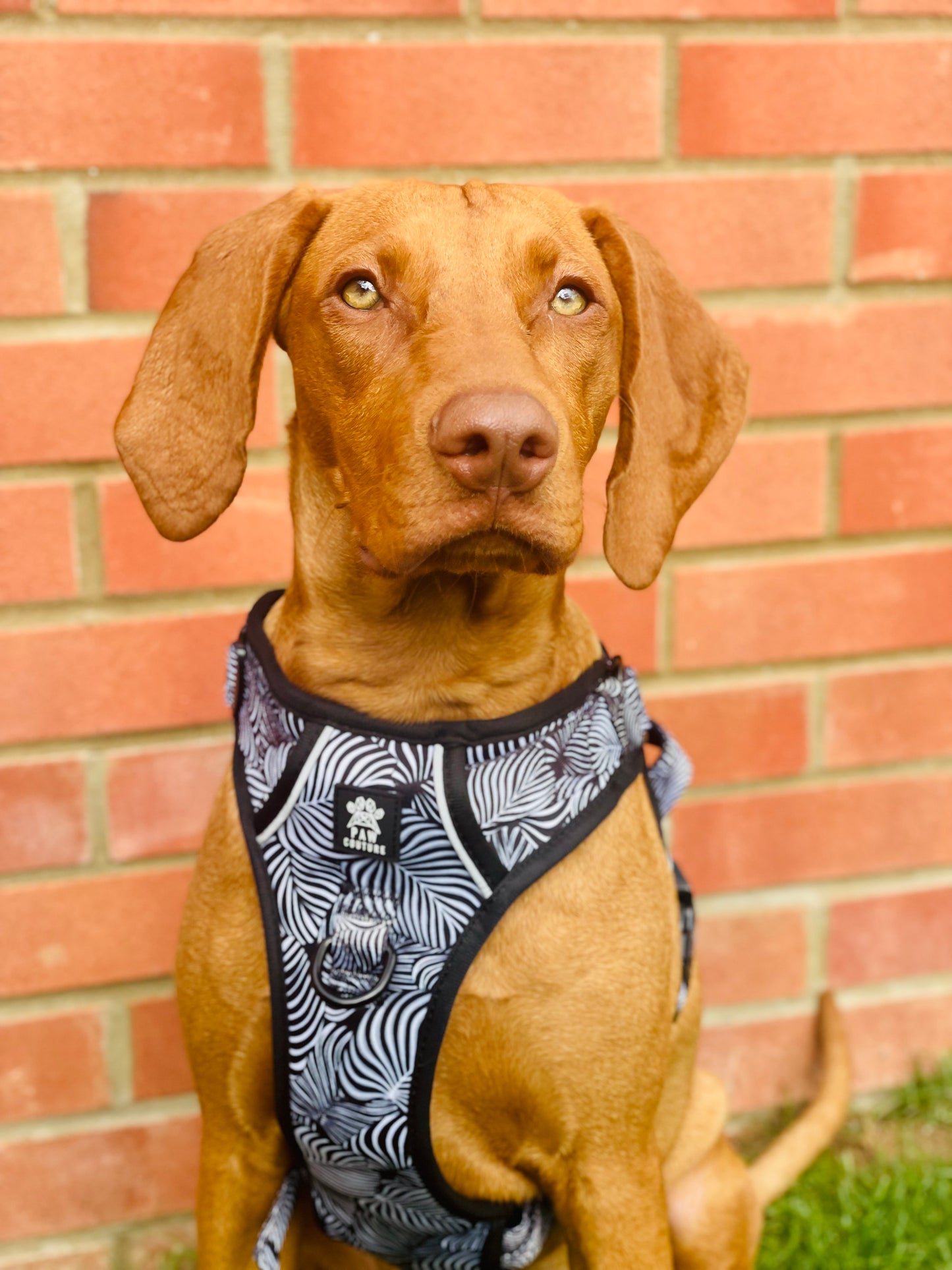 Onyx Jungle Hercules Harness for Big Dogs
