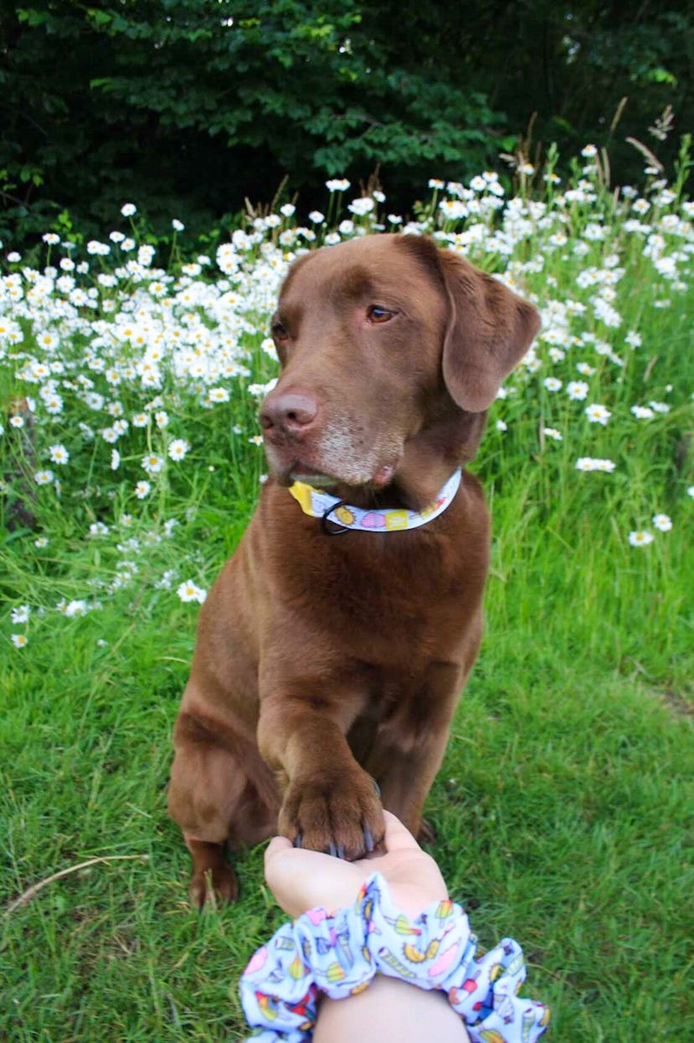 Ice, Ice Doggy Scrunchie