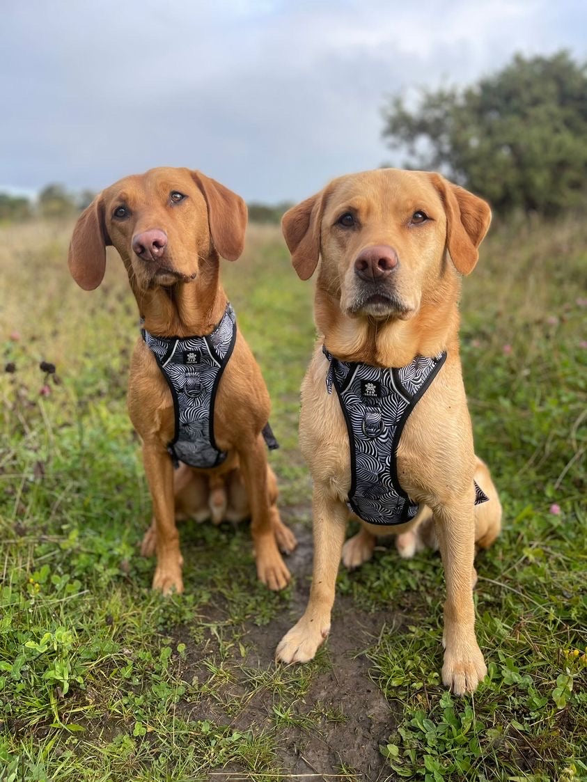 Onyx Jungle Hercules Harness for Big Dogs
