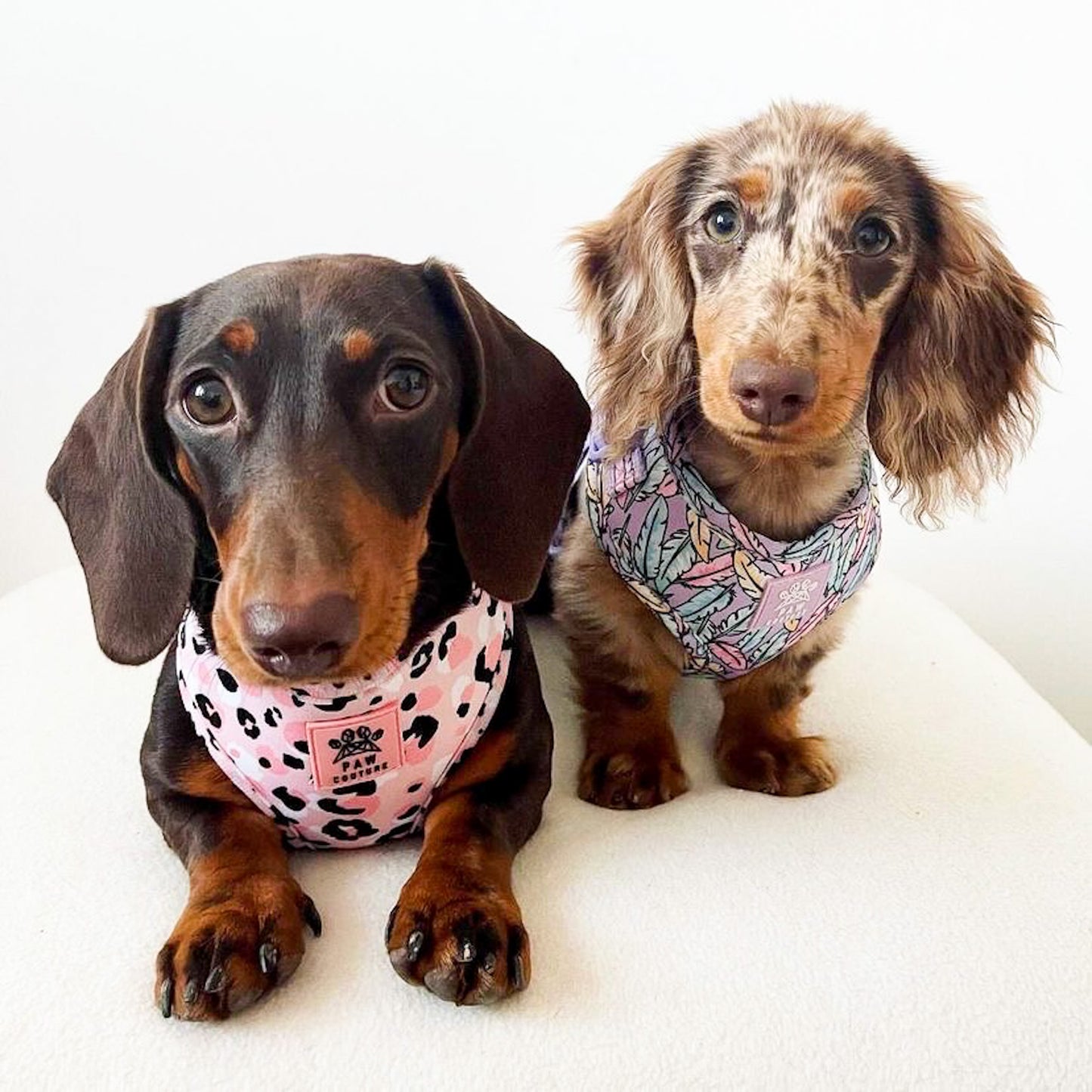 Lookin' Fly Adjustable Harness