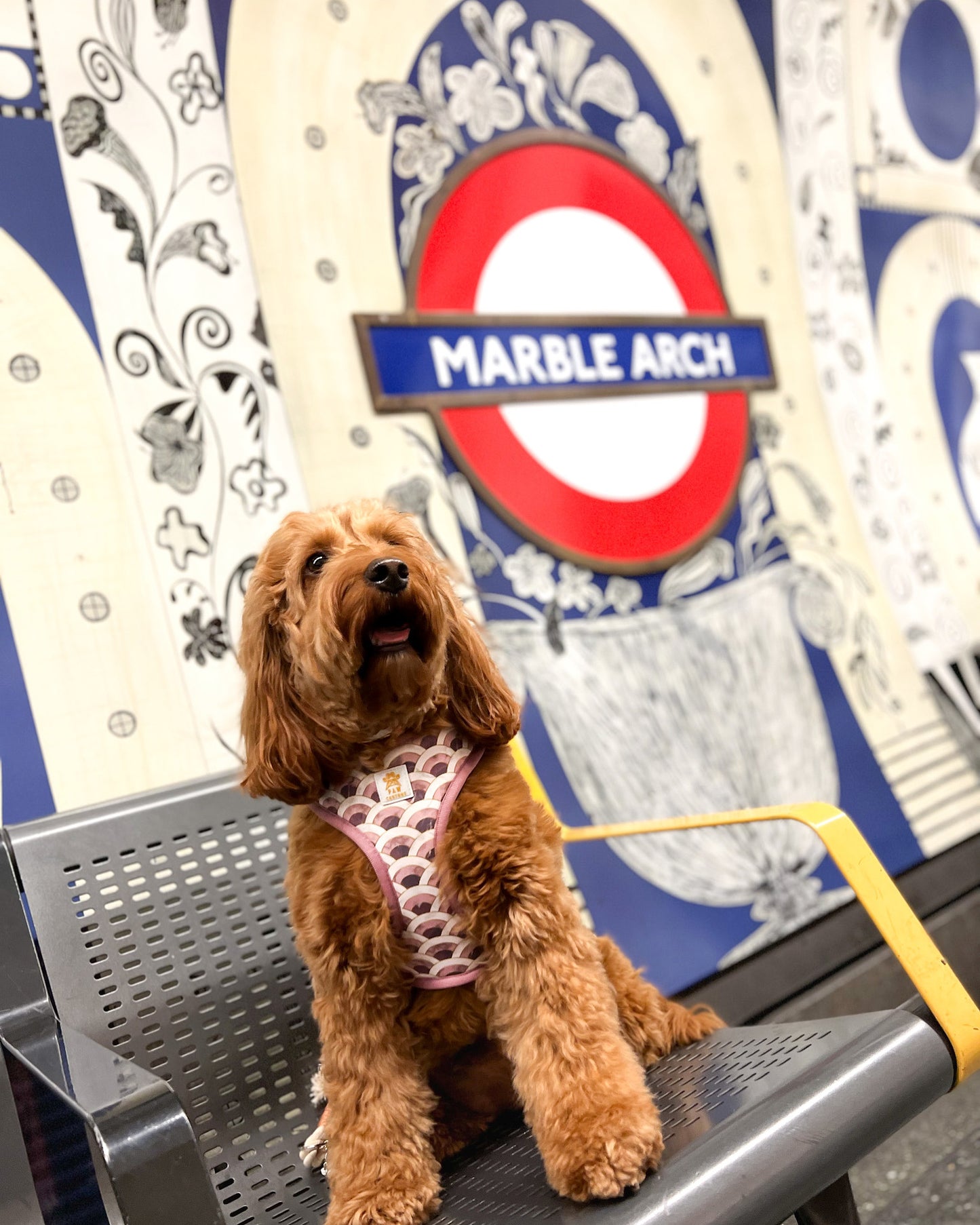 Marble Arch Adjustable Harness