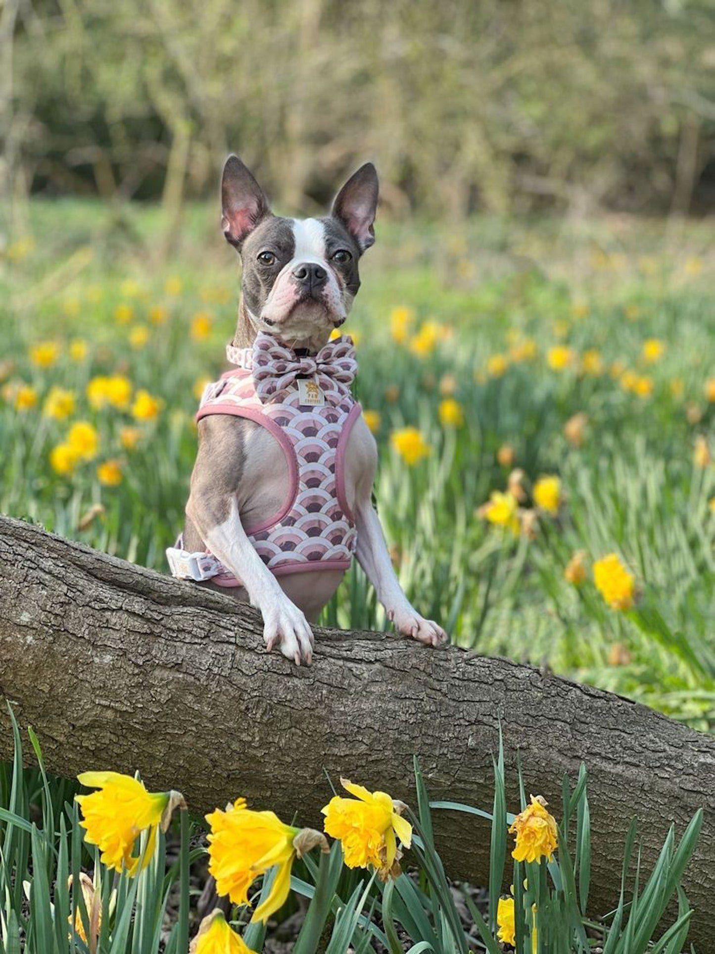 Marble Arch Adjustable Harness