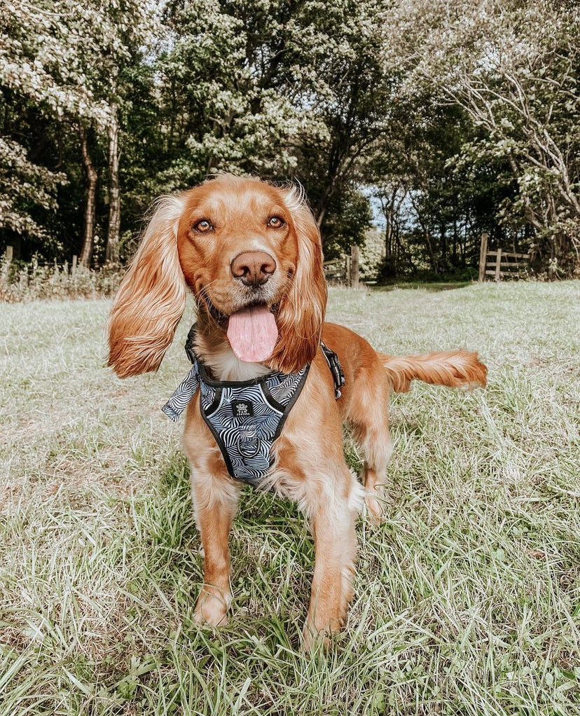 Onyx Jungle Hercules Harness for Big Dogs