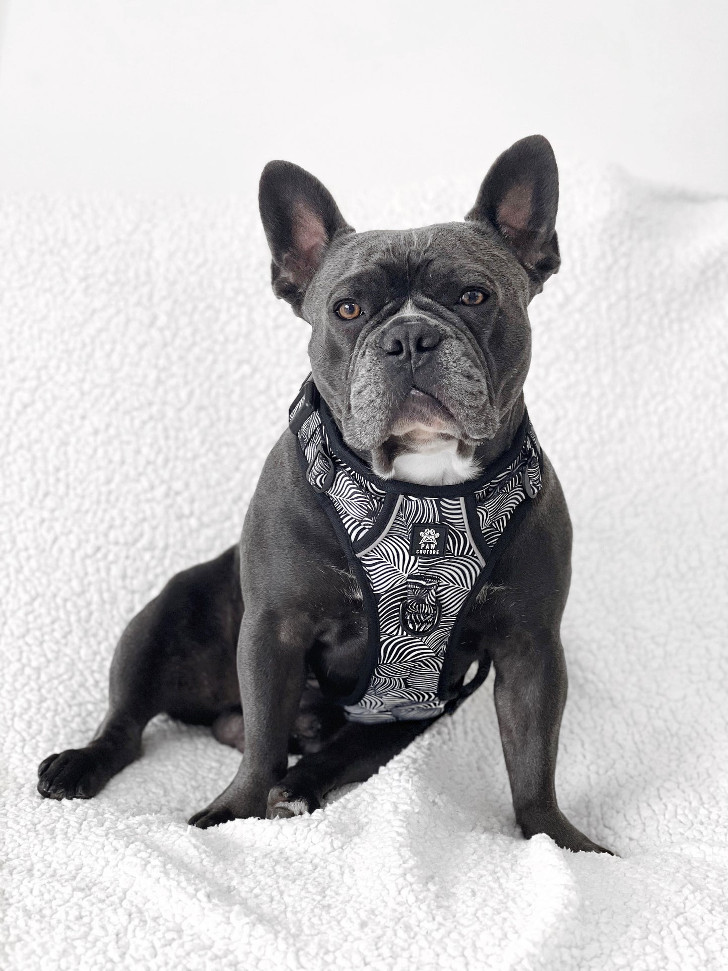 Onyx Jungle Hercules Harness for Big Dogs