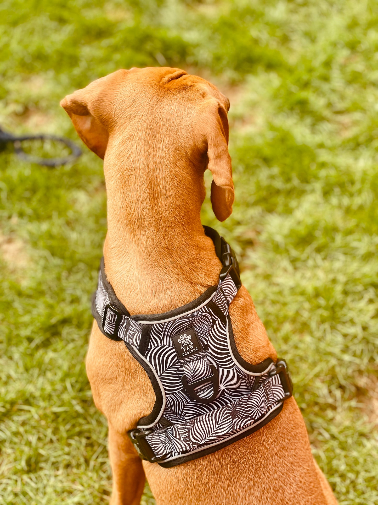 Onyx Jungle Hercules Harness for Big Dogs