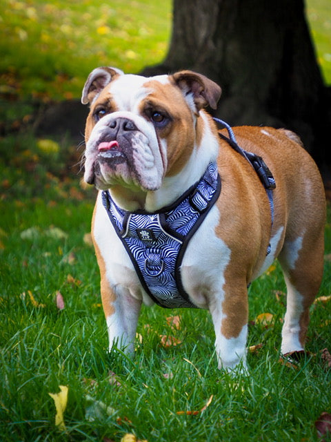 Onyx Jungle Hercules Harness for Big Dogs