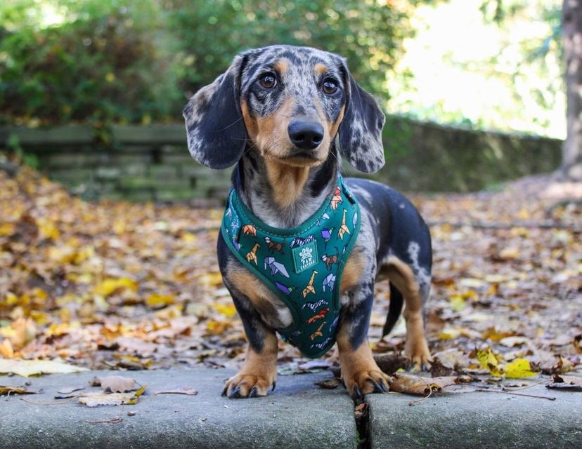 Origami Safari Adjustable Harness