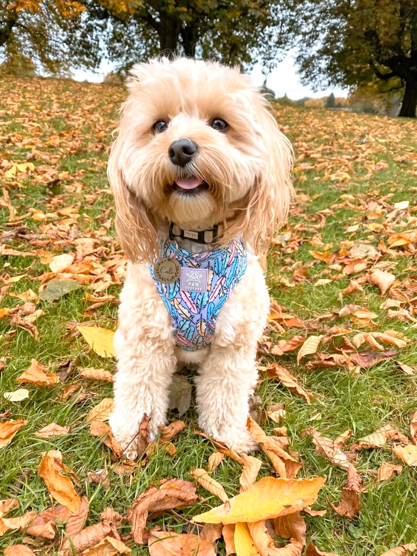 Lookin' Fly Adjustable Harness