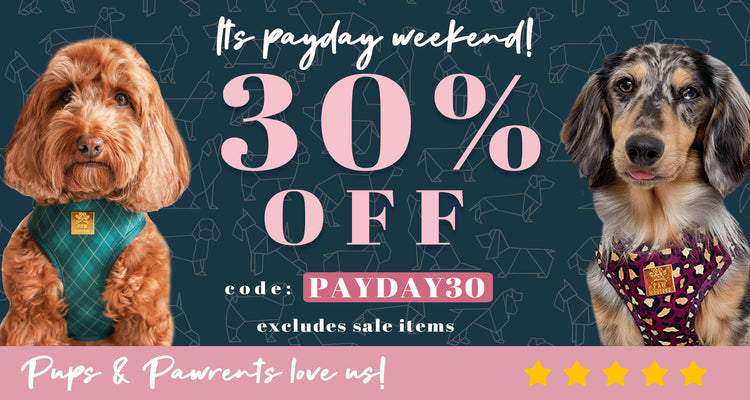 Paw Couture | The Luxury Dog Accessories Store | Dog Harnesses & More!