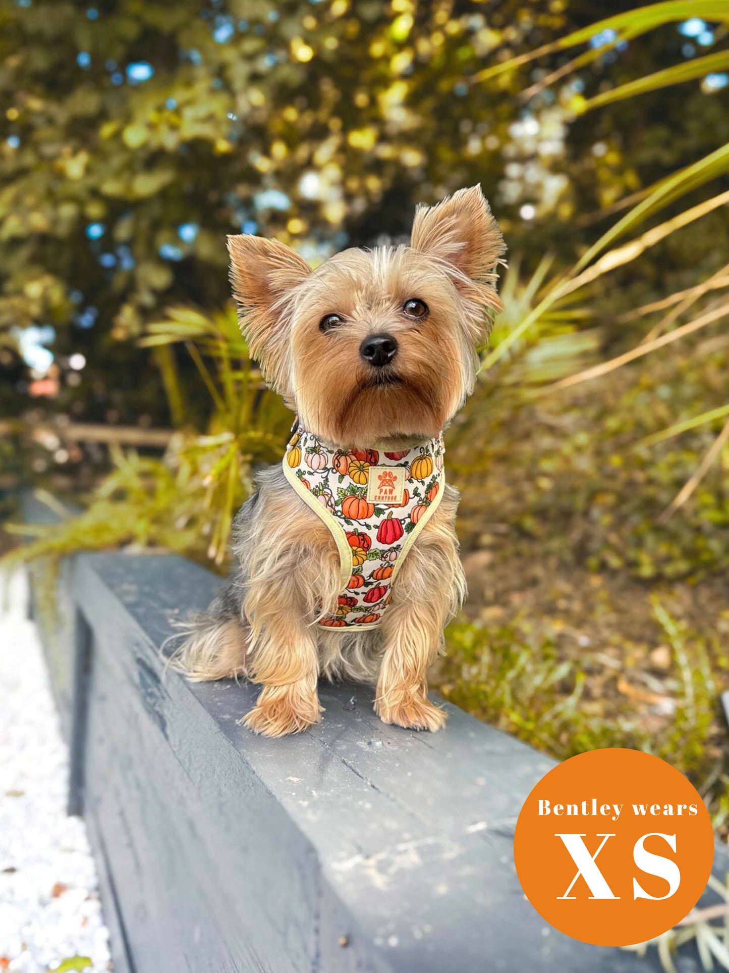 Country Pumpkins Four Piece Walkies Bundle - Save £20