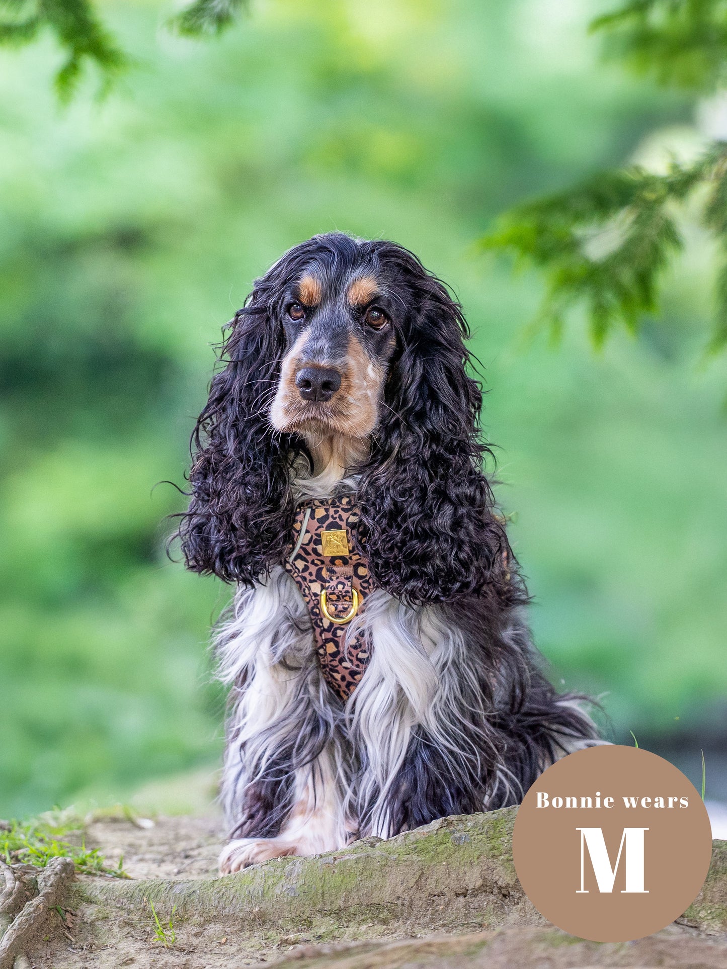 Tan Safari Deluxe Five Piece Walkies Bundle - Save £20