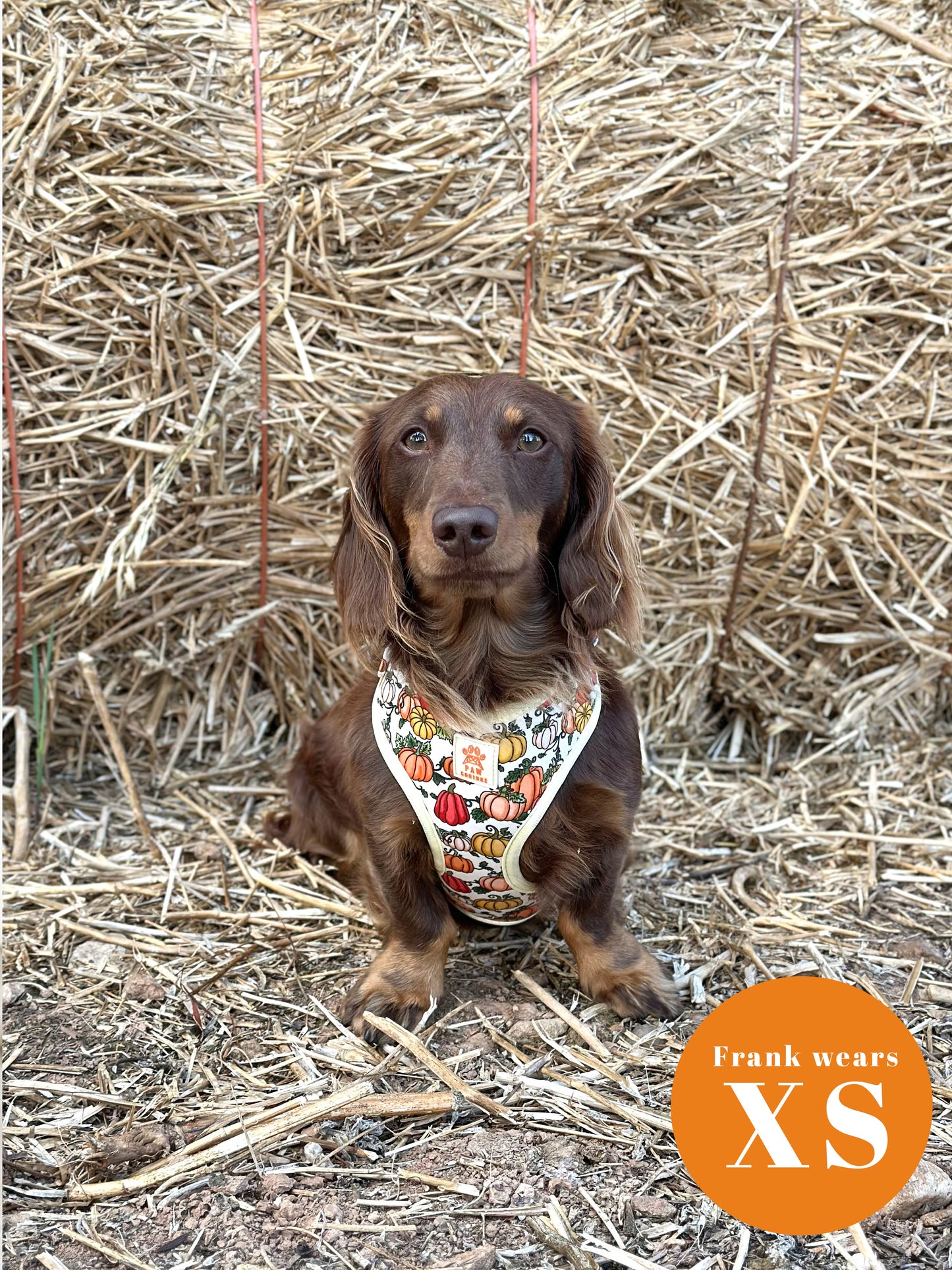 Country Pumpkins Four Piece Walkies Bundle - Save £20