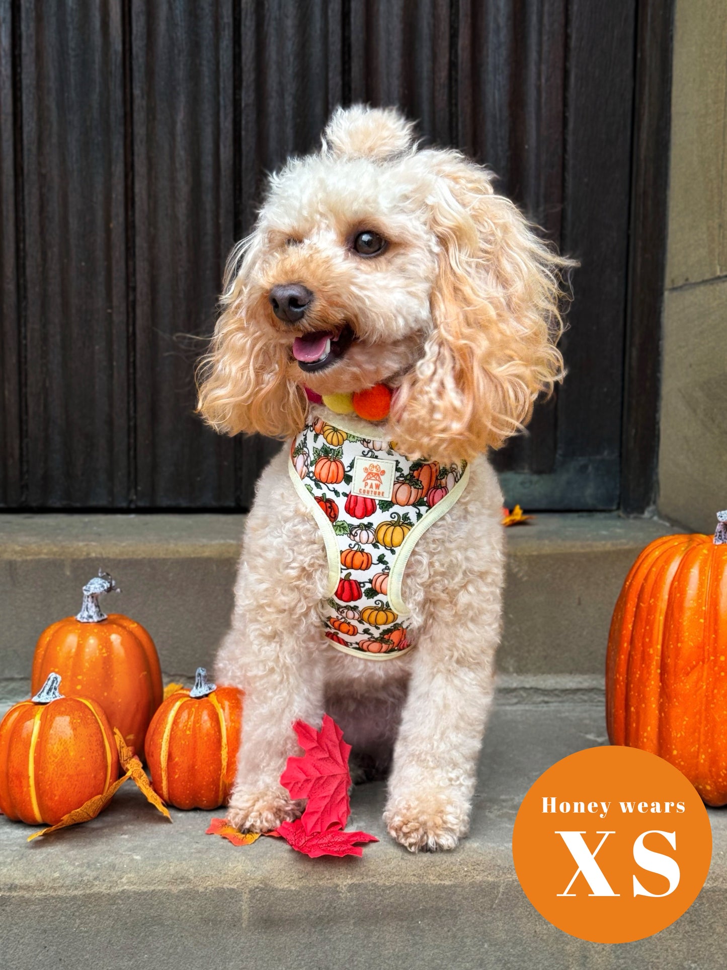 Country Pumpkins Adjustable Harness