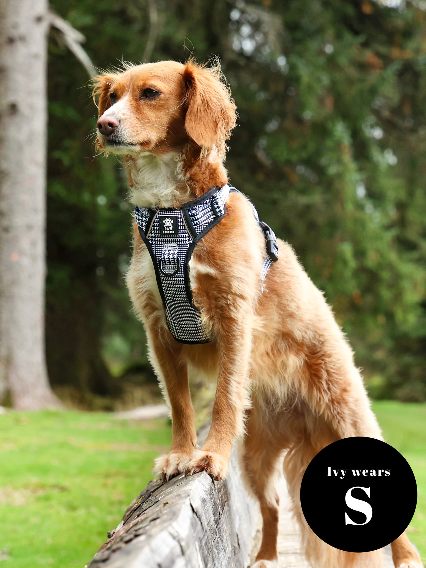 City Houndstooth TrailBlazer Harness & Lead Bundle