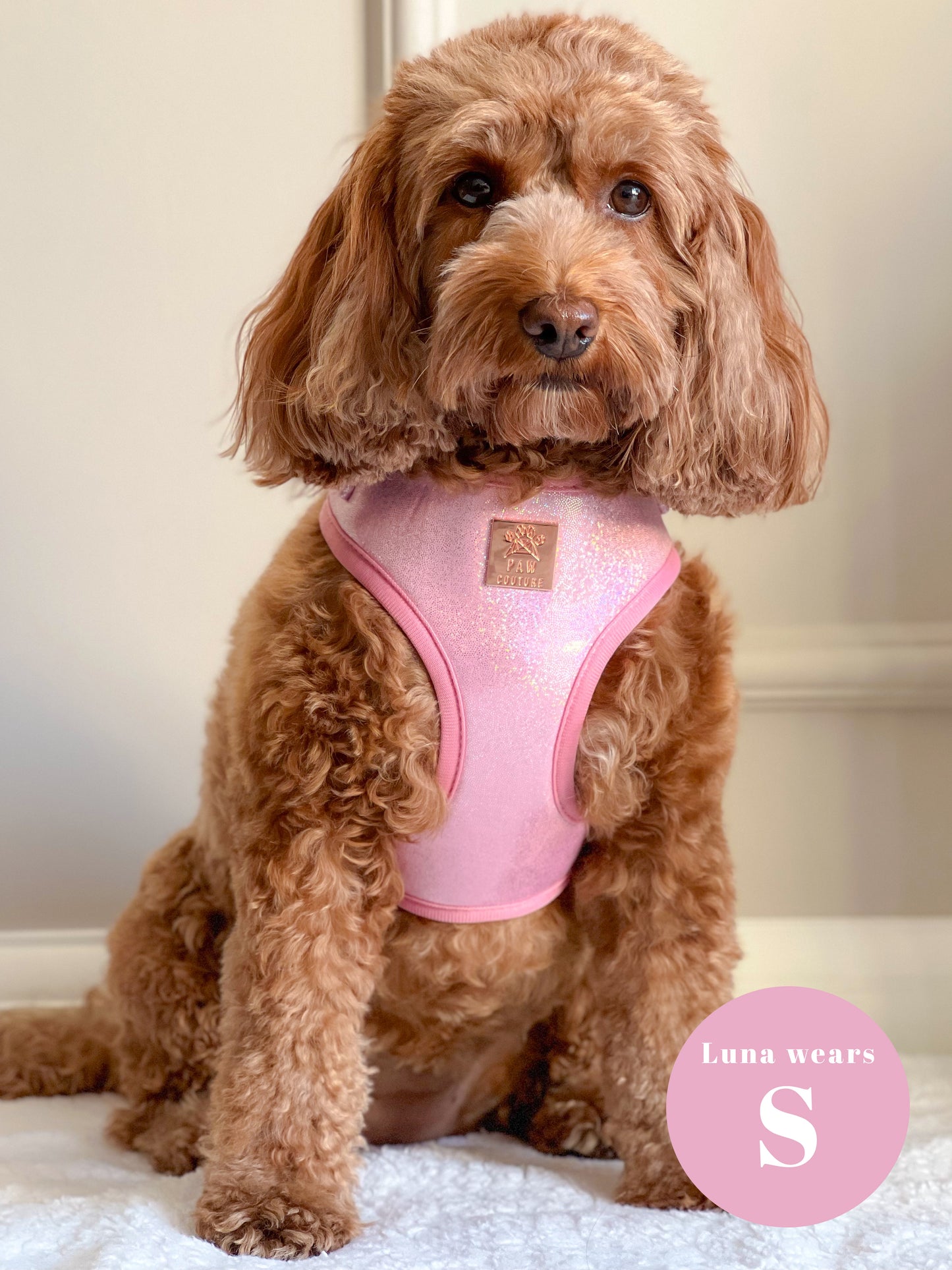 Pink Champagne Party Deluxe Adjustable Harness & Lead Bundle