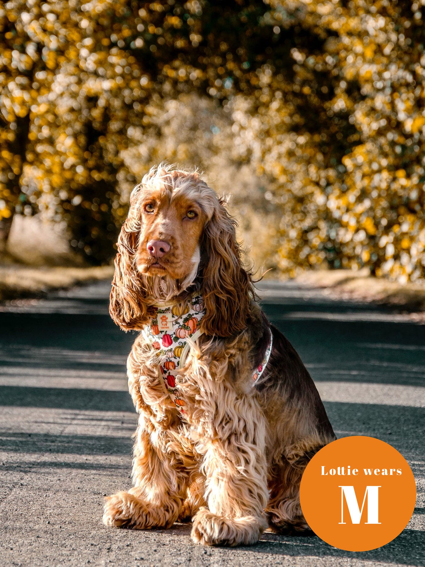 Country Pumpkins Four Piece Walkies Bundle - Save £20