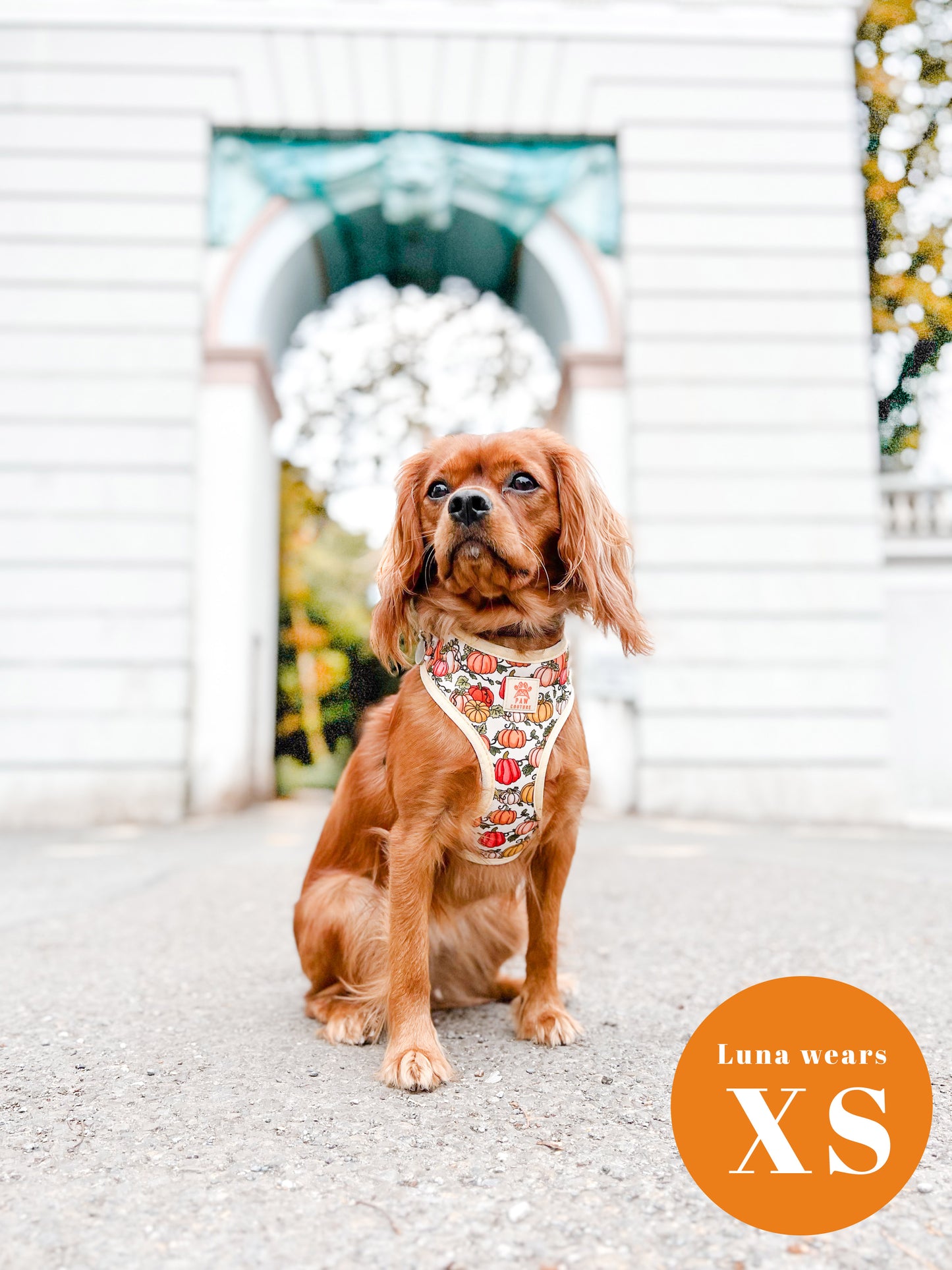 Country Pumpkins Four Piece Walkies Bundle - Save £20