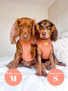 Malibu Sunset Deluxe Vegan Leather Adjustable Harness & Lead Bundle
