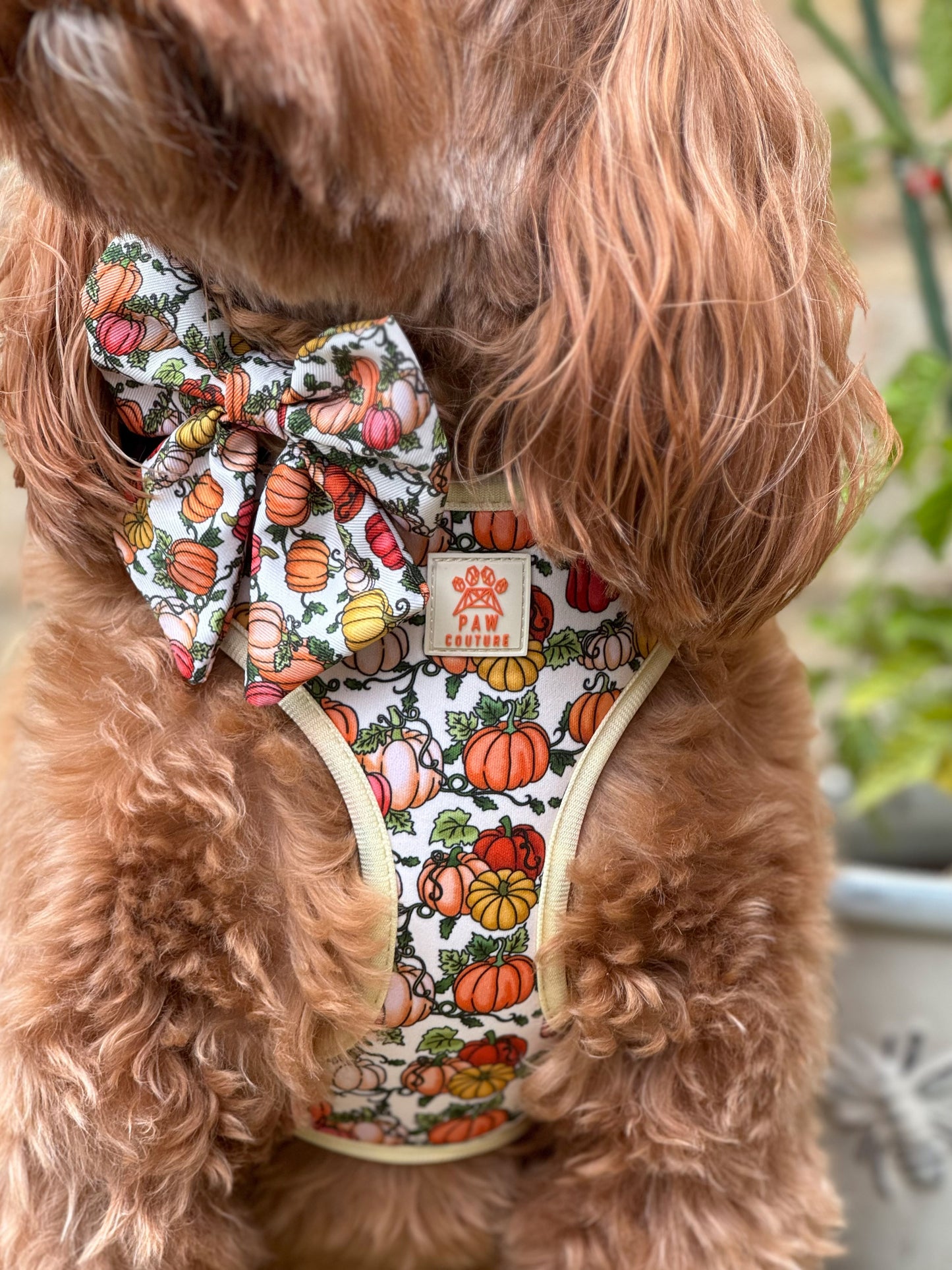 Country Pumpkins Four Piece Walkies Bundle - Save £20