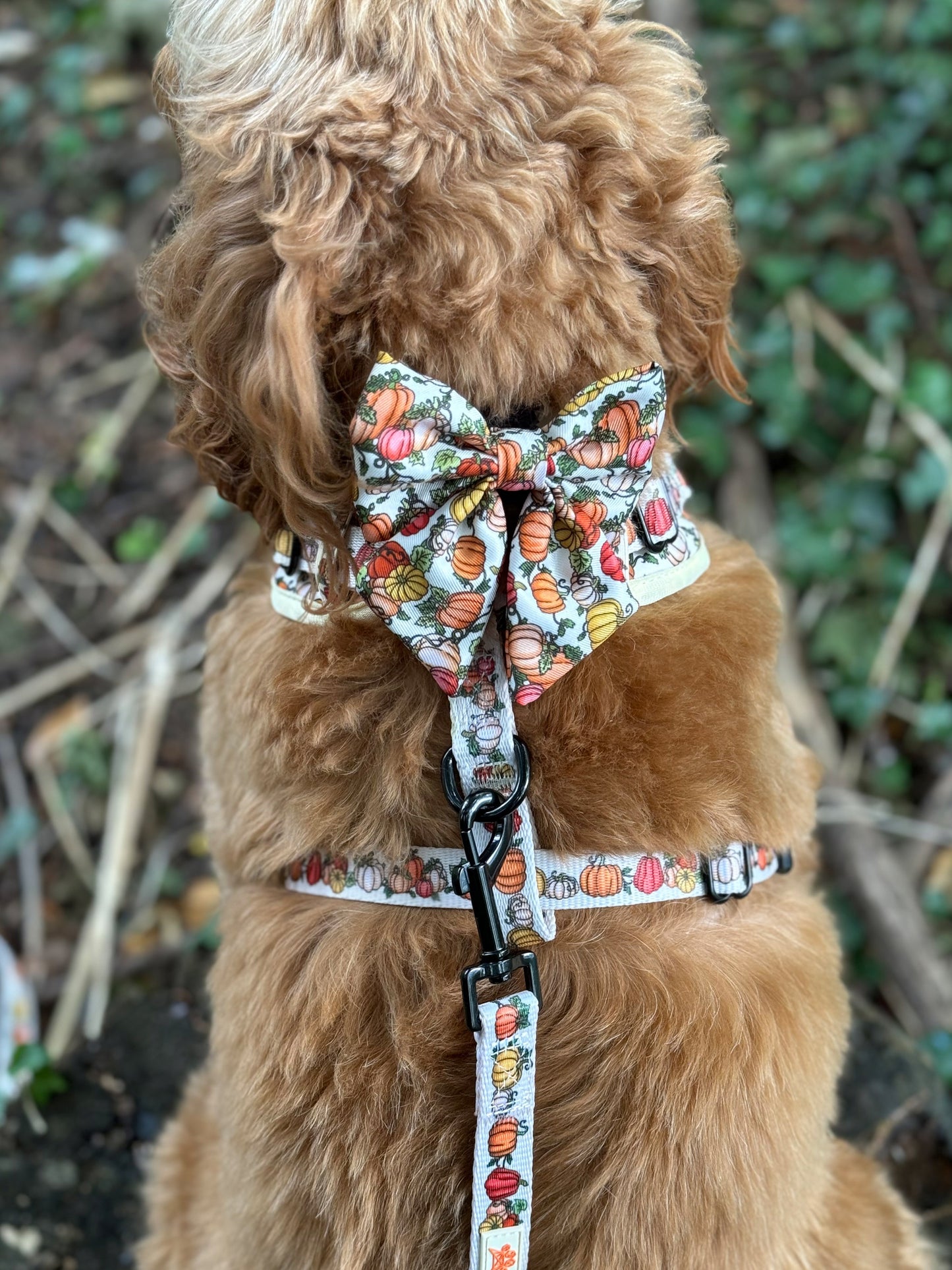 Country Pumpkins Four Piece Walkies Bundle - Save £20