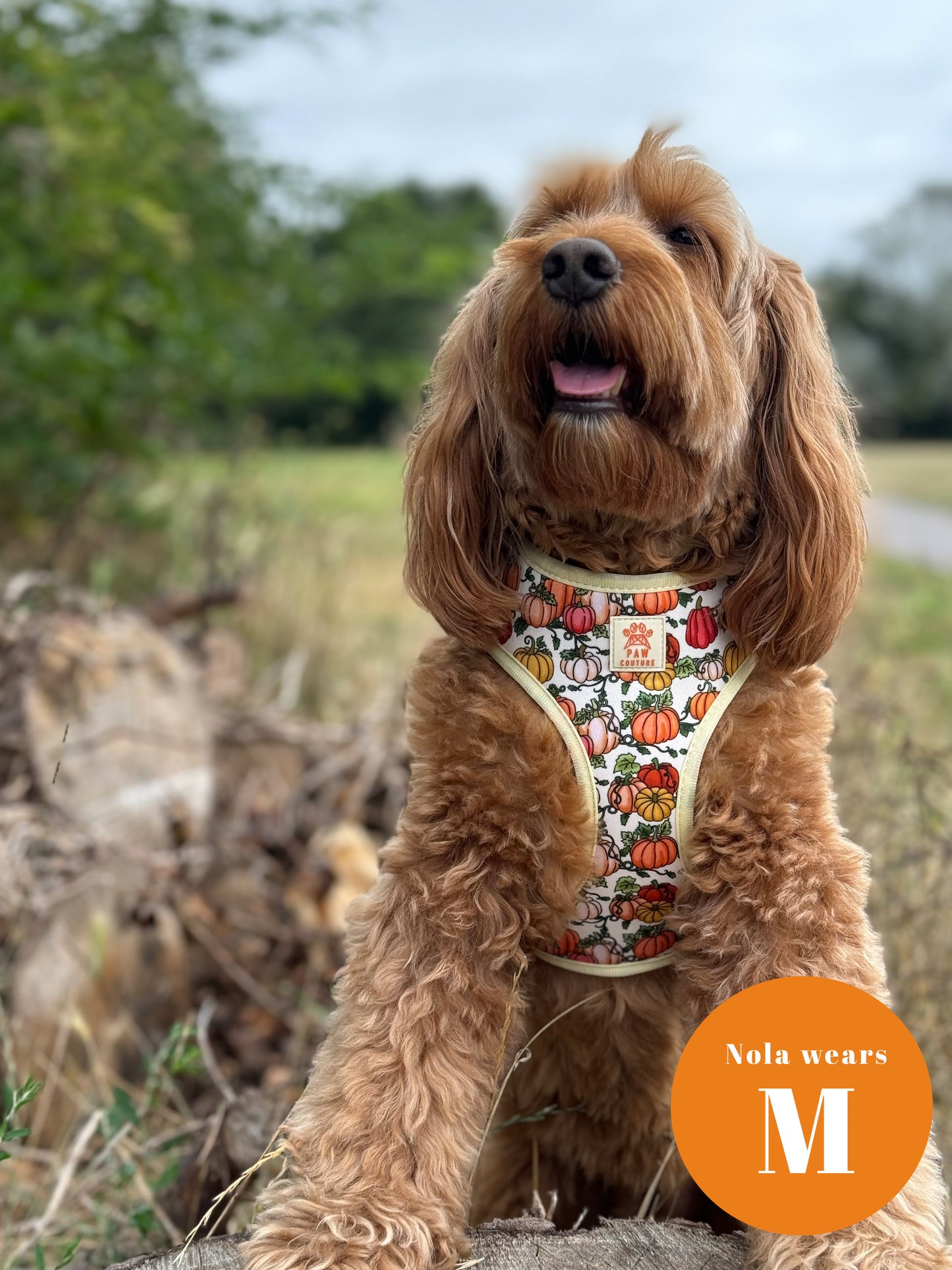 Country Pumpkins Adjustable Harness