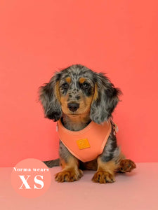 Malibu Sunset Deluxe Vegan Leather Adjustable Harness