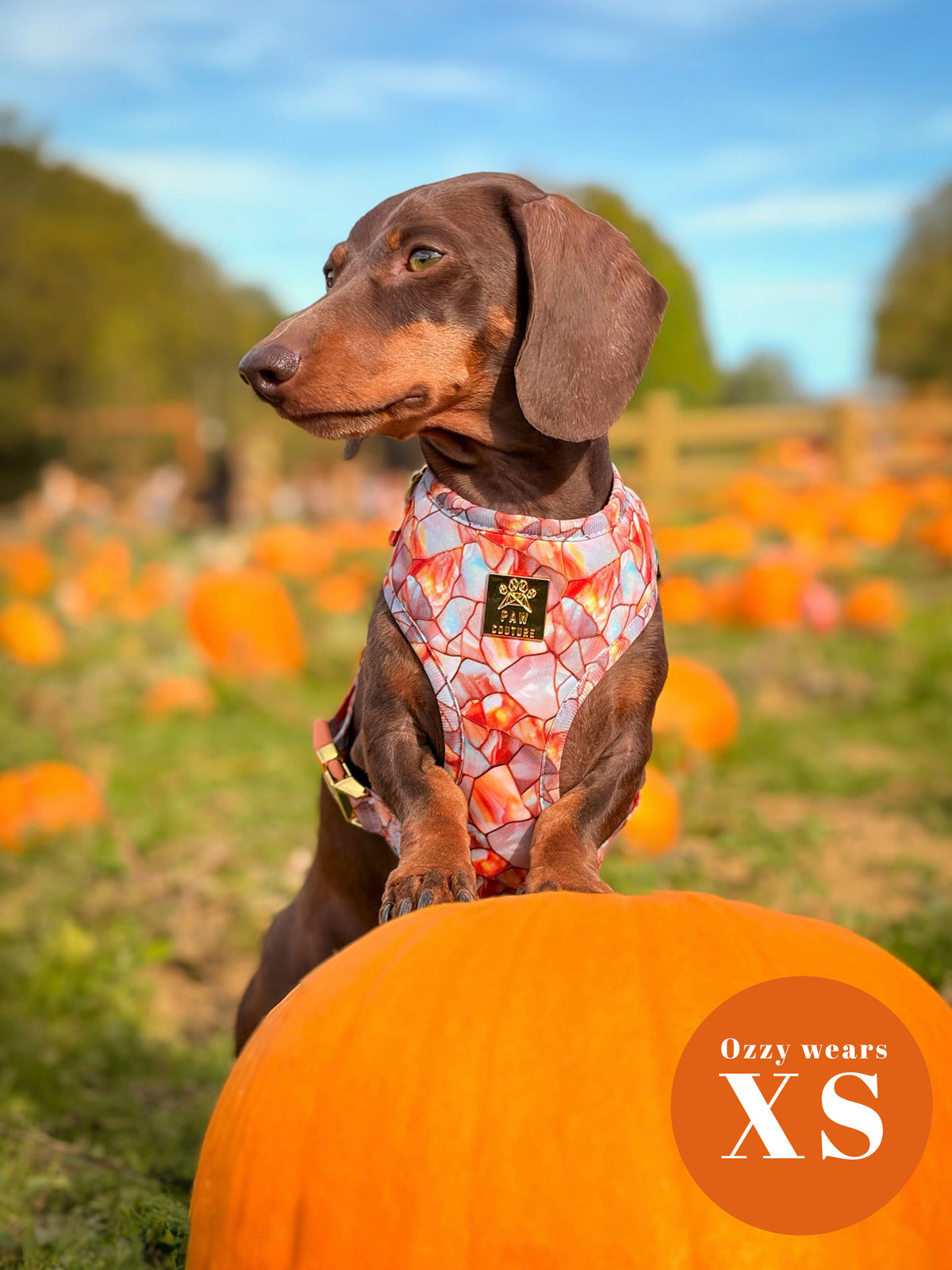 Amber & Opal Deluxe Five Piece Walkies Bundle - Save £20