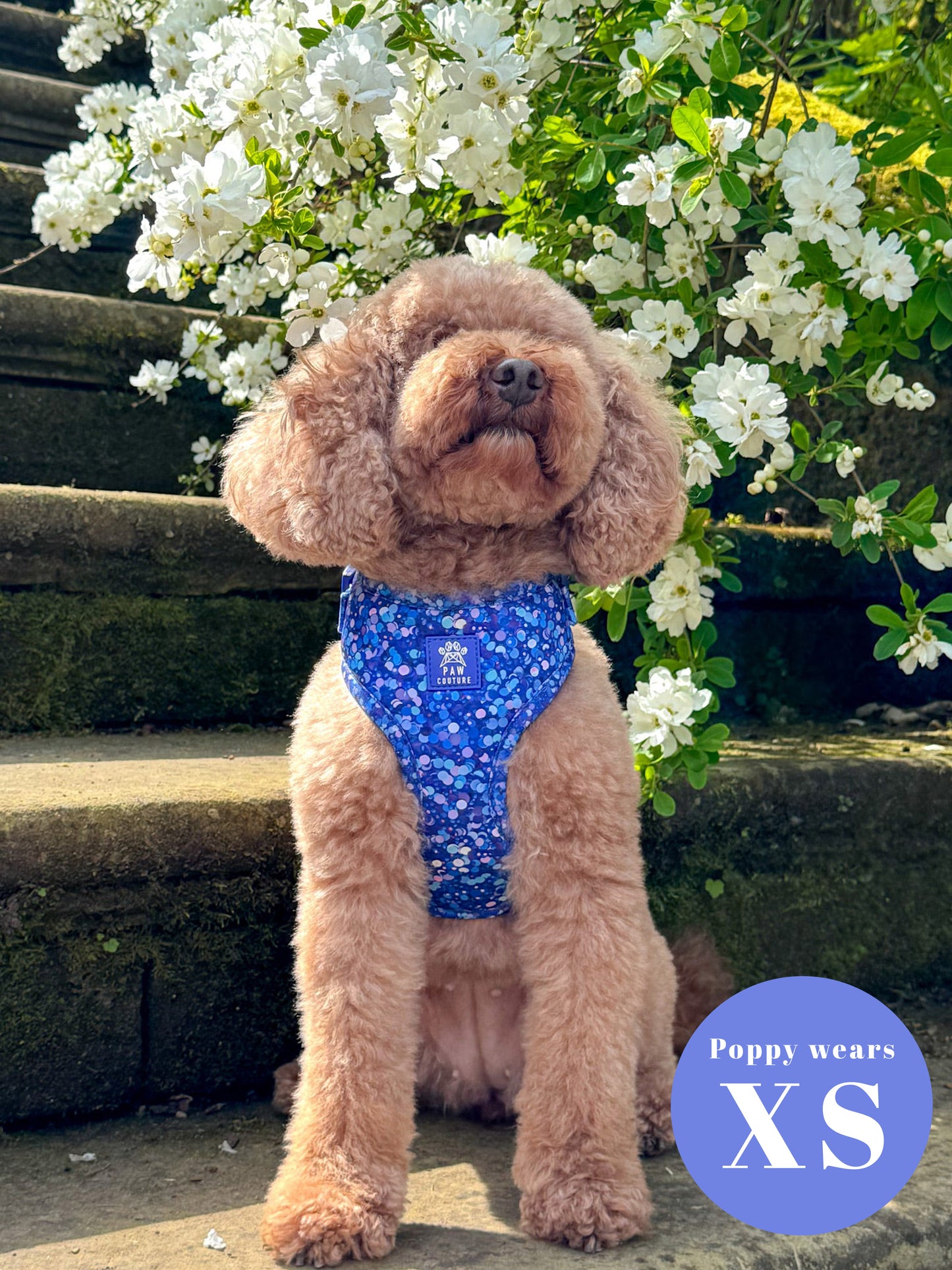 Cosmic Confetti Adjustable Harness
