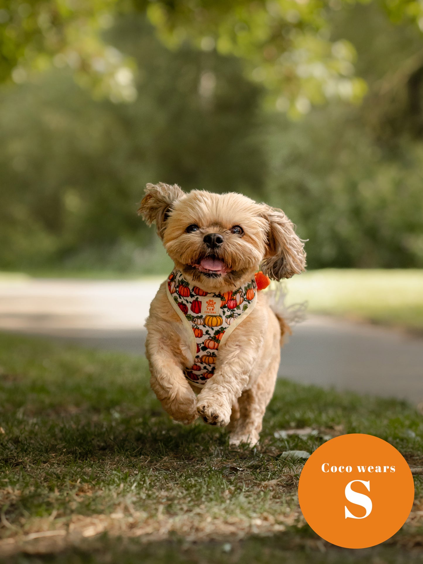 Country Pumpkins Adjustable Harness