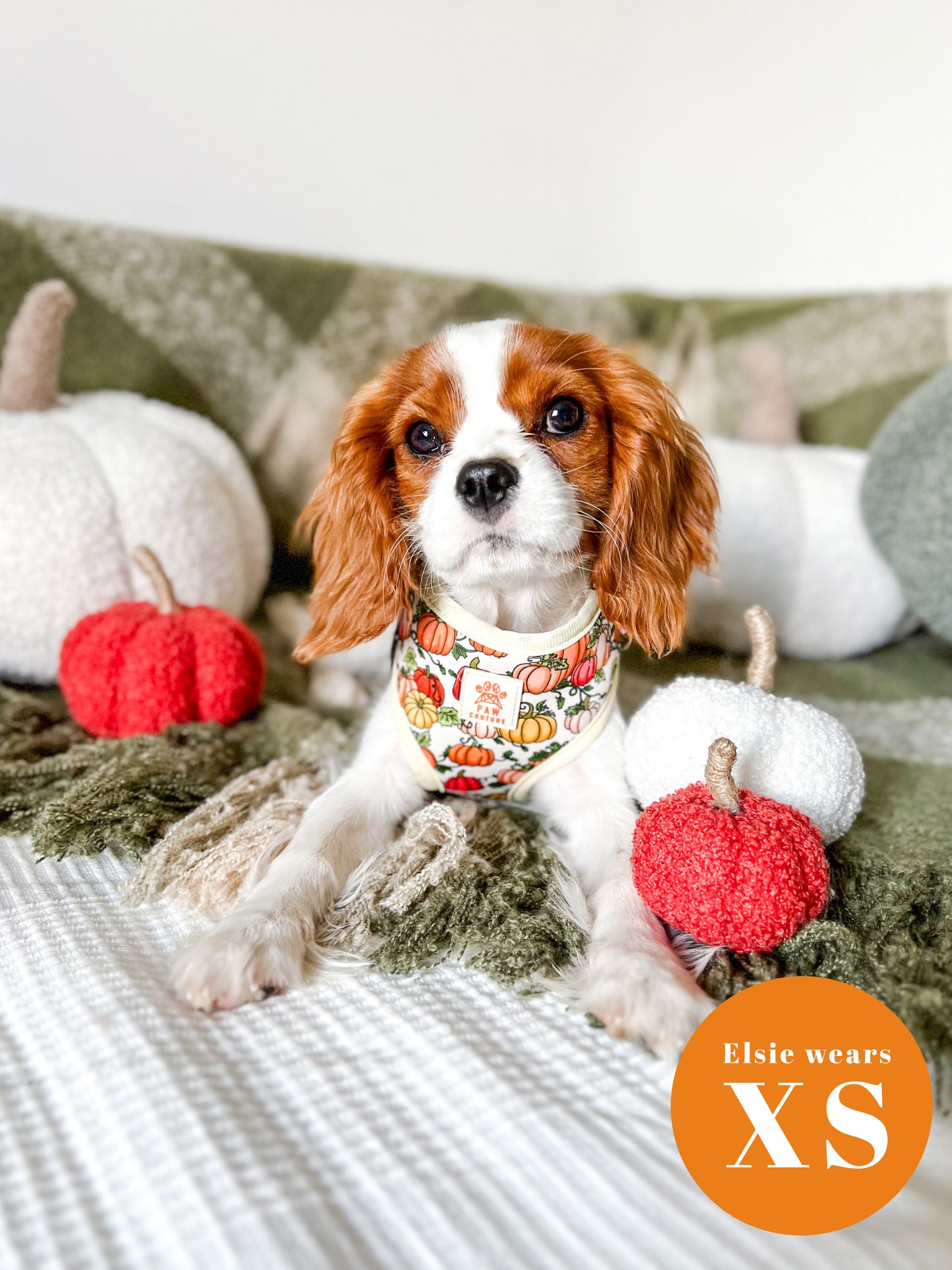 Country Pumpkins Four Piece Walkies Bundle - Save £20