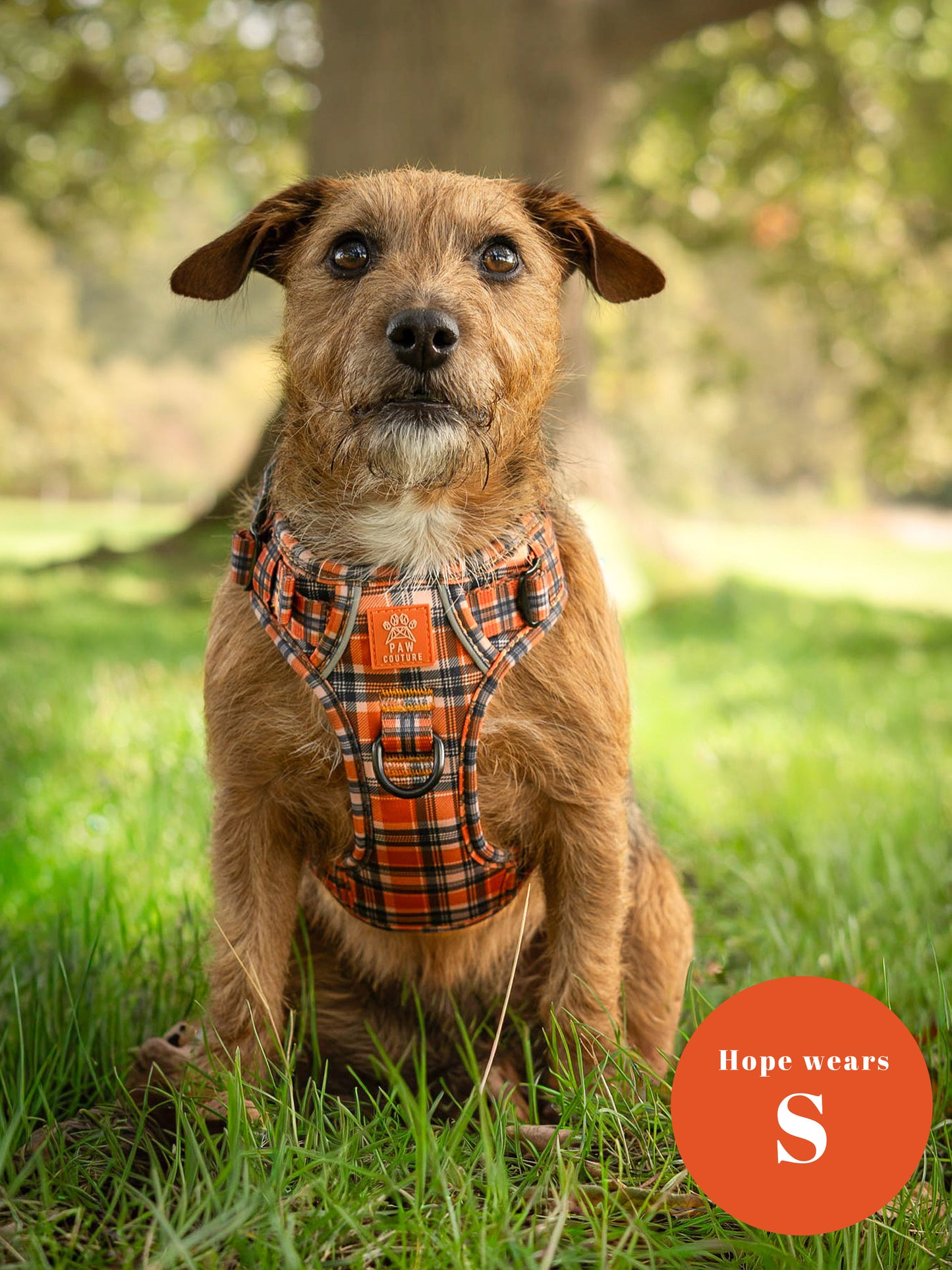 Rustic Plaid Step-in Harness & Lead Bundle