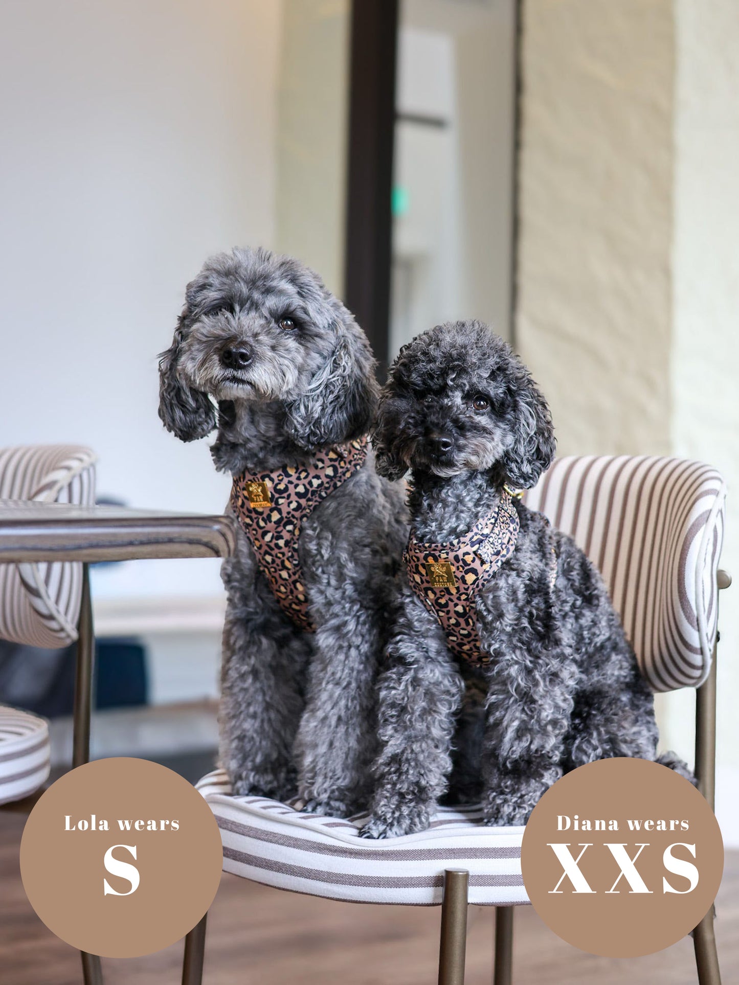 Tan Safari Deluxe Five Piece Walkies Bundle - Save £20