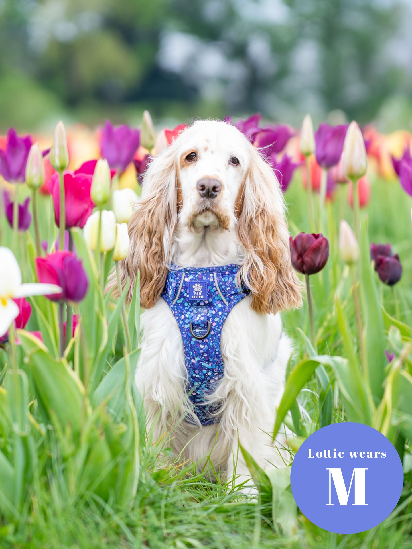 Cosmic Confetti Five Piece Walkies Bundle - Save £20
