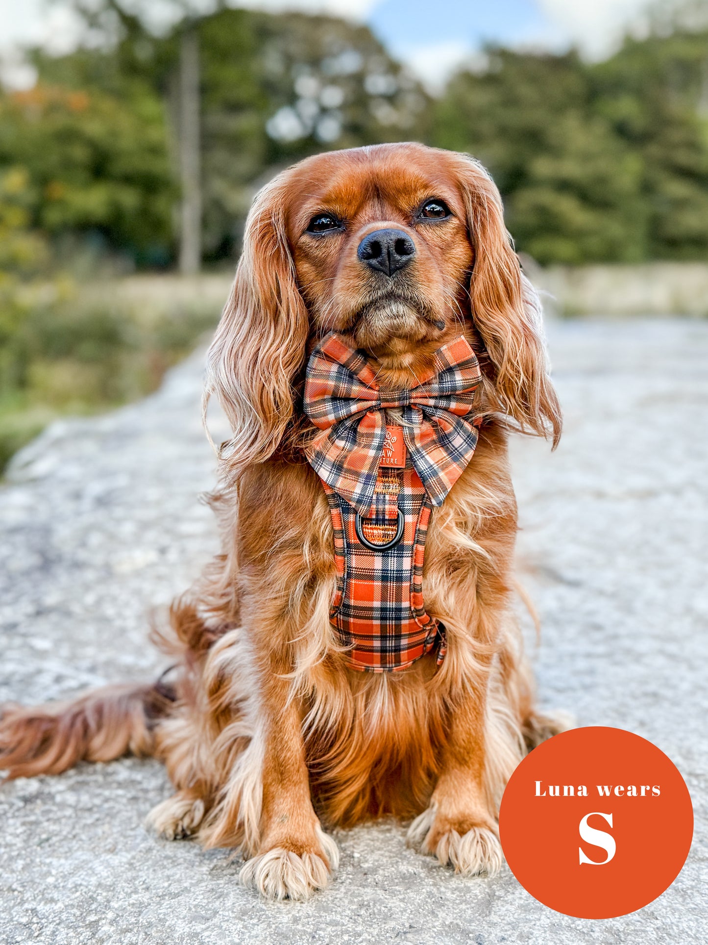 Rustic Plaid Step-in Harness & Lead Bundle
