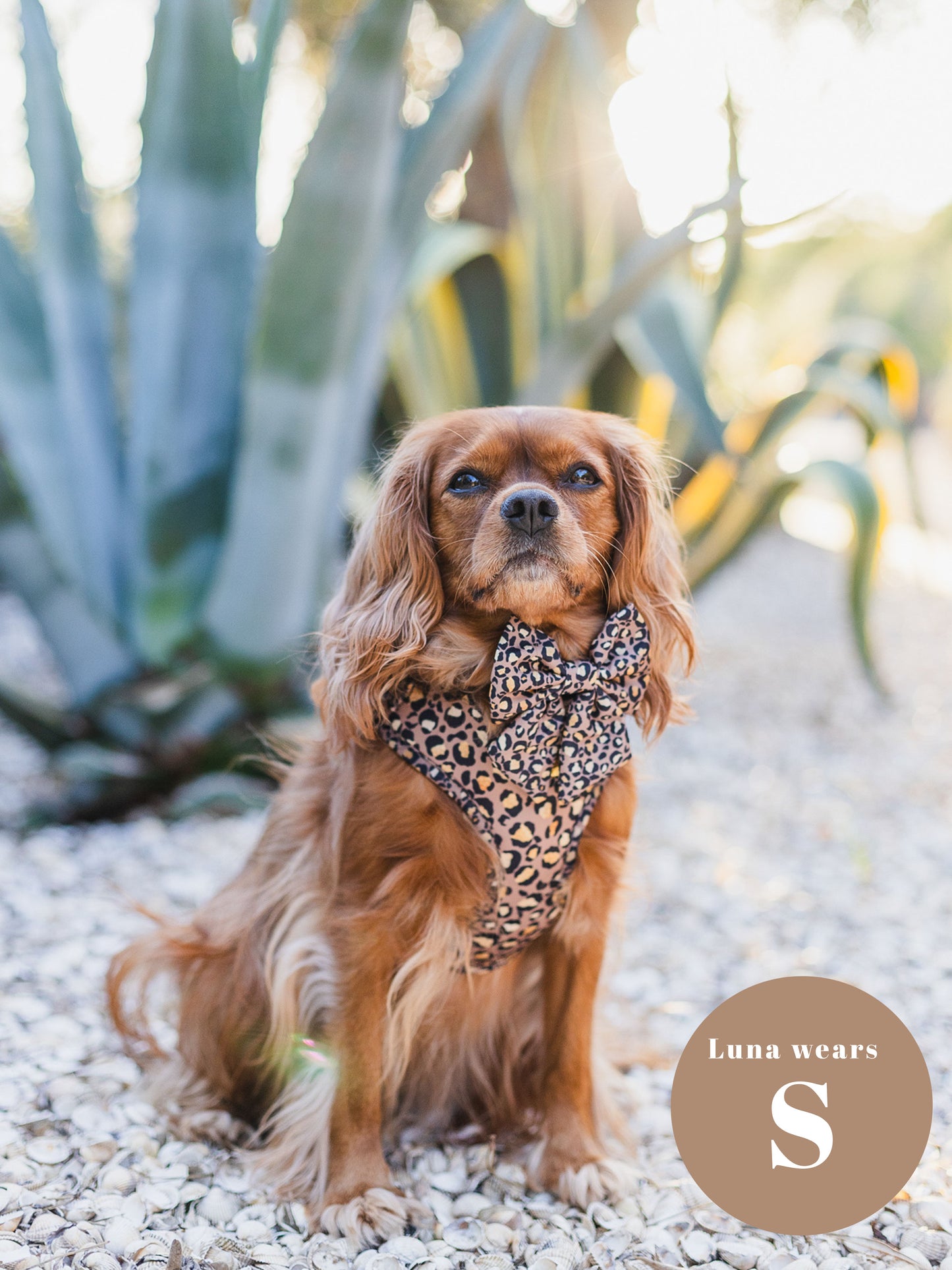 Tan Safari Deluxe Five Piece Walkies Bundle - Save £20