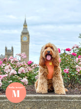 Load image into Gallery viewer, Malibu Sunset Deluxe Vegan Leather Adjustable Harness &amp; Lead Bundle
