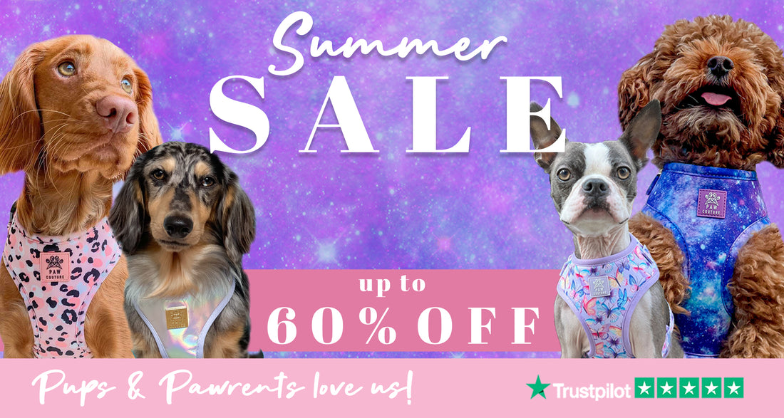 Paw Couture | The Luxury Dog Accessories Store | Dog Harnesses & More!