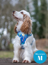 Load image into Gallery viewer, Agate Deluxe Four Piece Walkies Bundle - Save £25
